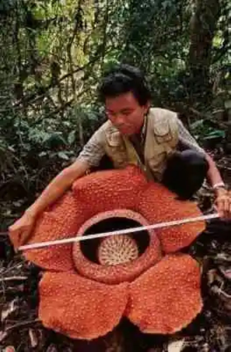 Rafflesia: La flor más grande del mundo ha sido descubierta en Indonesia