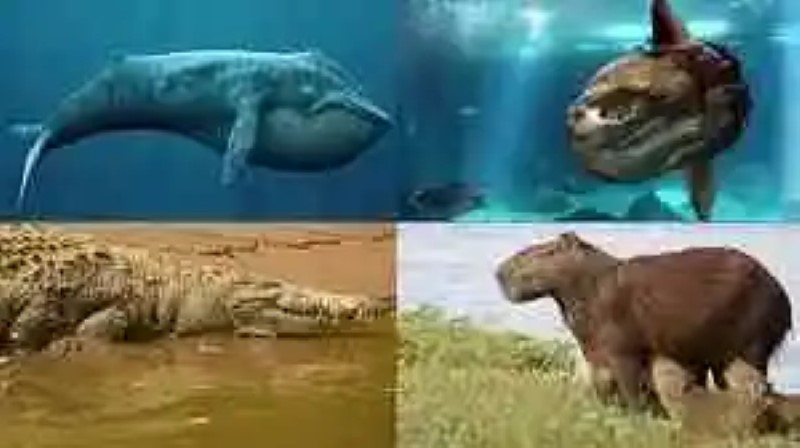 The world’s largest animals