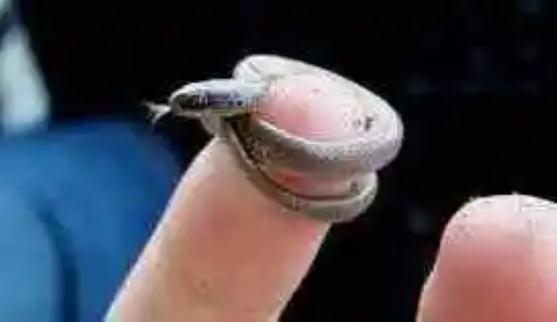 The smallest animals in the world