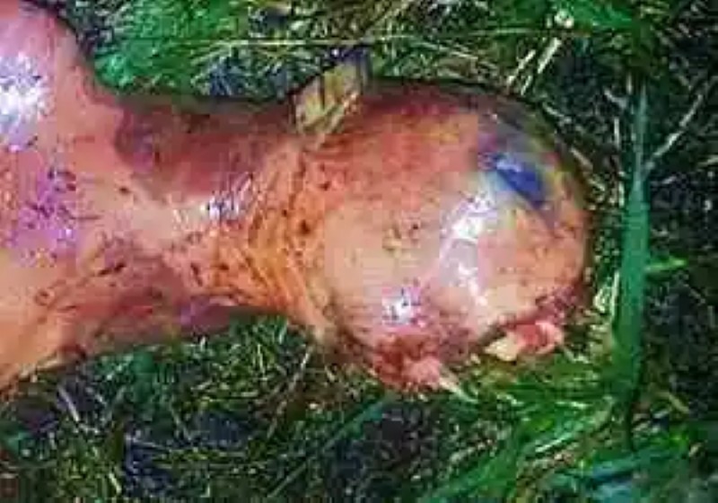 Mysterious creature found in a garden, alien or animal?