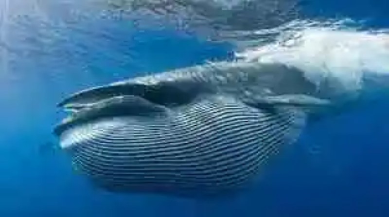 Whale Curiosities
