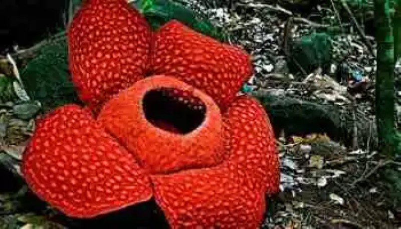Rafflesia: La flor más grande del mundo ha sido descubierta en Indonesia