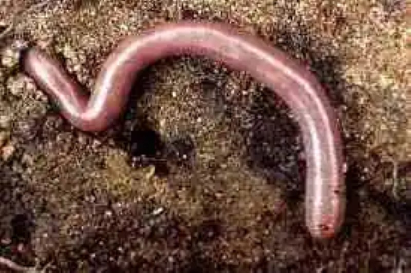 The world’s largest worm
