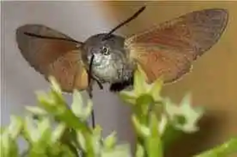 The Hummingbird Butterfly