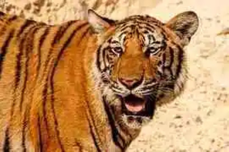 Curiosities and things you didn’t know about the tiger