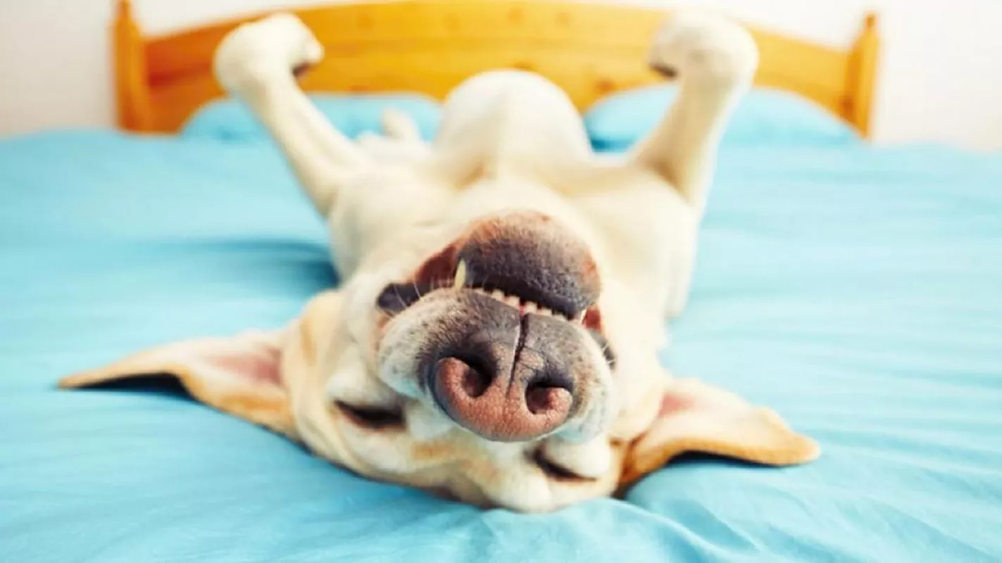La verdad del por qué los perros quieren dormir en tu cama
