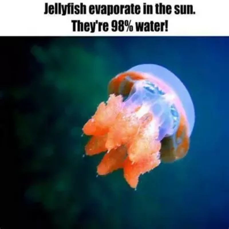 The marvelous lake of the golden jellyfish: almost extinct
