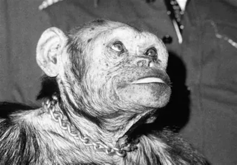 Oliver, the chimpanzee who wanted to be a human being